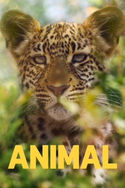 watch-Animal