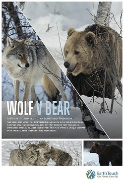 watch-Wolf vs Bear